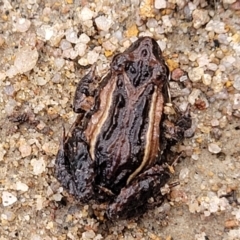 Crinia signifera at Berlang, NSW - 20 Aug 2022 01:04 PM