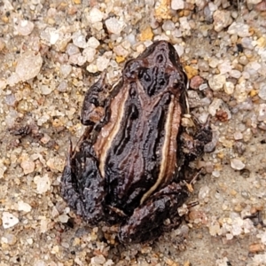 Crinia signifera at Berlang, NSW - 20 Aug 2022