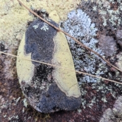 Lichen - crustose at Berlang, NSW - 20 Aug 2022 by trevorpreston
