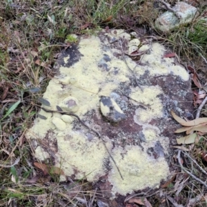 Lichen - crustose at Berlang, NSW - 20 Aug 2022 01:02 PM