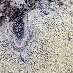 Lichen - crustose at Berlang, NSW - 20 Aug 2022 01:02 PM