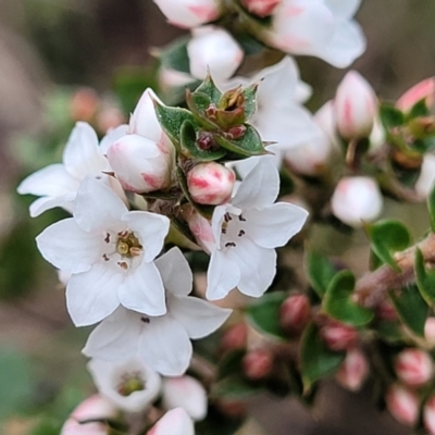 Epacris breviflora (Drumstick Heath) at Deua National Park (CNM area) - 20 Aug 2022 by trevorpreston