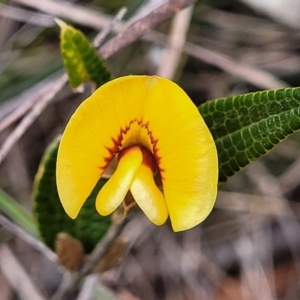 Mirbelia platylobioides at Berlang, NSW - 20 Aug 2022 12:55 PM