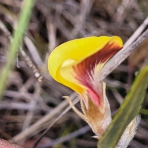 Mirbelia platylobioides at Berlang, NSW - 20 Aug 2022 12:55 PM