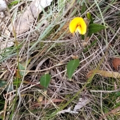 Mirbelia platylobioides at Berlang, NSW - 20 Aug 2022 12:55 PM