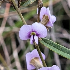 Hovea heterophylla (Common Hovea) at Krawarree, NSW - 20 Aug 2022 by trevorpreston