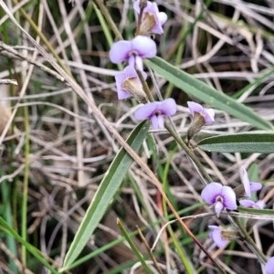 Hovea heterophylla at Krawarree, NSW - 20 Aug 2022