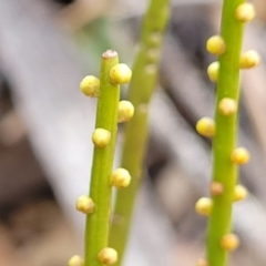 Choretrum pauciflorum (Dwarf Sour Bush) at Krawarree, NSW - 20 Aug 2022 by trevorpreston