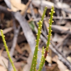 Choretrum pauciflorum at Krawarree, NSW - 20 Aug 2022 12:42 PM