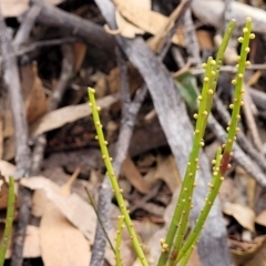 Choretrum pauciflorum at Krawarree, NSW - 20 Aug 2022