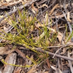 Choretrum pauciflorum at Krawarree, NSW - 20 Aug 2022 12:42 PM