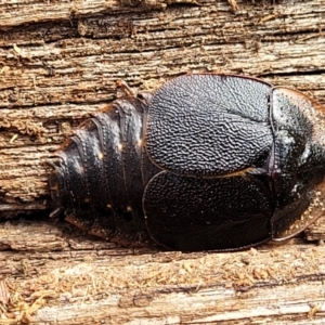 Laxta friedmani at Berlang, NSW - 20 Aug 2022 12:36 PM