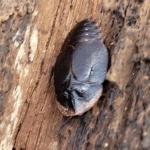 Laxta friedmani at Berlang, NSW - 20 Aug 2022 12:36 PM