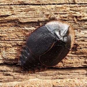 Laxta friedmani at Berlang, NSW - 20 Aug 2022 12:36 PM