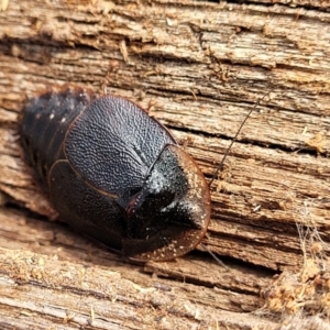 Laxta friedmani at Berlang, NSW - 20 Aug 2022 12:36 PM