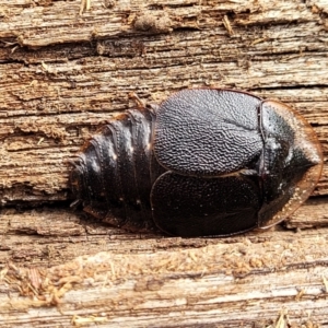 Laxta friedmani at Berlang, NSW - 20 Aug 2022 12:36 PM