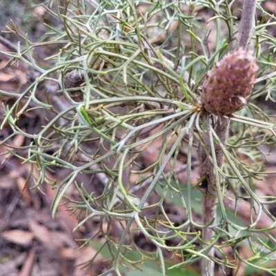 Petrophile sessilis (Conesticks) at Deua National Park (CNM area) - 20 Aug 2022 by trevorpreston