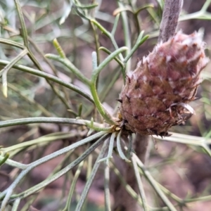 Petrophile sessilis at Berlang, NSW - suppressed