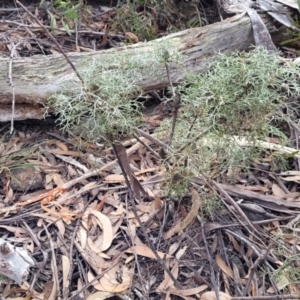 Petrophile sessilis at Berlang, NSW - suppressed