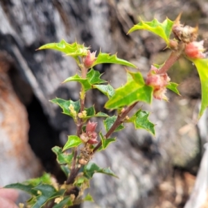 Podolobium ilicifolium at Berlang, NSW - 20 Aug 2022 12:33 PM