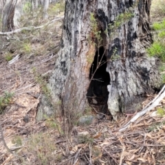 Podolobium ilicifolium at Berlang, NSW - 20 Aug 2022 12:33 PM