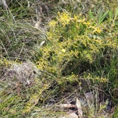 Acacia brownii at Krawarree, NSW - 20 Aug 2022