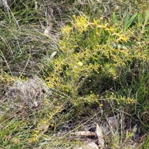 Acacia brownii at Krawarree, NSW - 20 Aug 2022