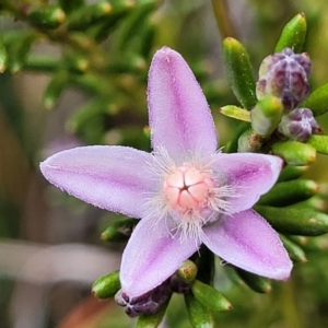 Philotheca salsolifolia subsp. salsolifolia at Krawarree, NSW - suppressed