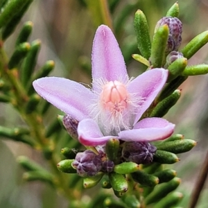 Philotheca salsolifolia subsp. salsolifolia at Krawarree, NSW - suppressed