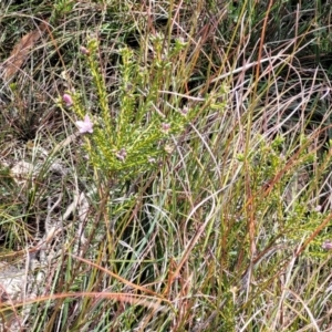 Philotheca salsolifolia subsp. salsolifolia at Krawarree, NSW - suppressed