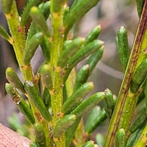 Philotheca salsolifolia subsp. salsolifolia at Krawarree, NSW - suppressed