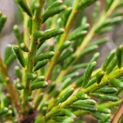 Philotheca salsolifolia subsp. salsolifolia at Krawarree, NSW - suppressed