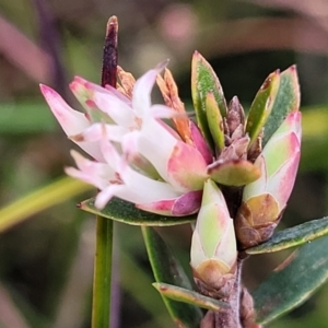 Brachyloma daphnoides at Krawarree, NSW - 20 Aug 2022 12:25 PM