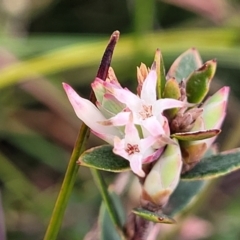 Brachyloma daphnoides at Krawarree, NSW - 20 Aug 2022