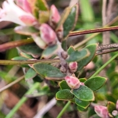 Brachyloma daphnoides at Krawarree, NSW - 20 Aug 2022