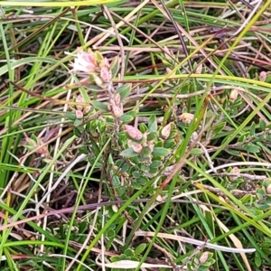 Brachyloma daphnoides at Krawarree, NSW - 20 Aug 2022 12:25 PM