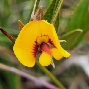 Mirbelia platylobioides at Krawarree, NSW - 20 Aug 2022 12:24 PM