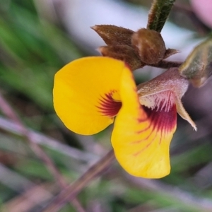 Mirbelia platylobioides at Krawarree, NSW - 20 Aug 2022 12:24 PM