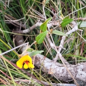 Mirbelia platylobioides at Krawarree, NSW - 20 Aug 2022 12:24 PM