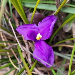 Patersonia sericea var. sericea at Krawarree, NSW - 20 Aug 2022 12:21 PM