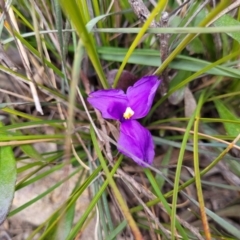 Patersonia sericea var. sericea at Krawarree, NSW - 20 Aug 2022 12:21 PM