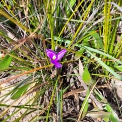 Patersonia sericea var. sericea at Krawarree, NSW - 20 Aug 2022