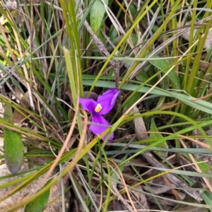 Patersonia sericea var. sericea at Krawarree, NSW - 20 Aug 2022 12:21 PM