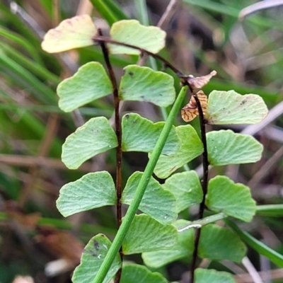 Lindsaea linearis (Screw Fern) at Krawarree, NSW - 20 Aug 2022 by trevorpreston