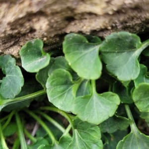 Viola sieberiana at Krawarree, NSW - 20 Aug 2022