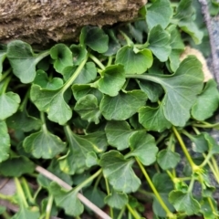 Viola sieberiana at Krawarree, NSW - 20 Aug 2022