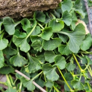 Viola sieberiana at Krawarree, NSW - 20 Aug 2022