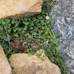 Viola sieberiana at Krawarree, NSW - 20 Aug 2022