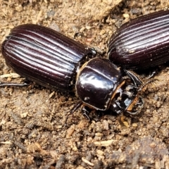 Aulacocyclus edentulus (Passalid beetle) at Krawarree, NSW - 20 Aug 2022 by trevorpreston