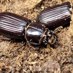 Aulacocyclus edentulus at Krawarree, NSW - 20 Aug 2022